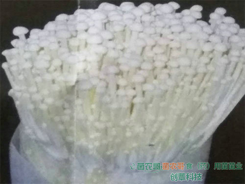 金針菇袋栽 金針菇袋栽